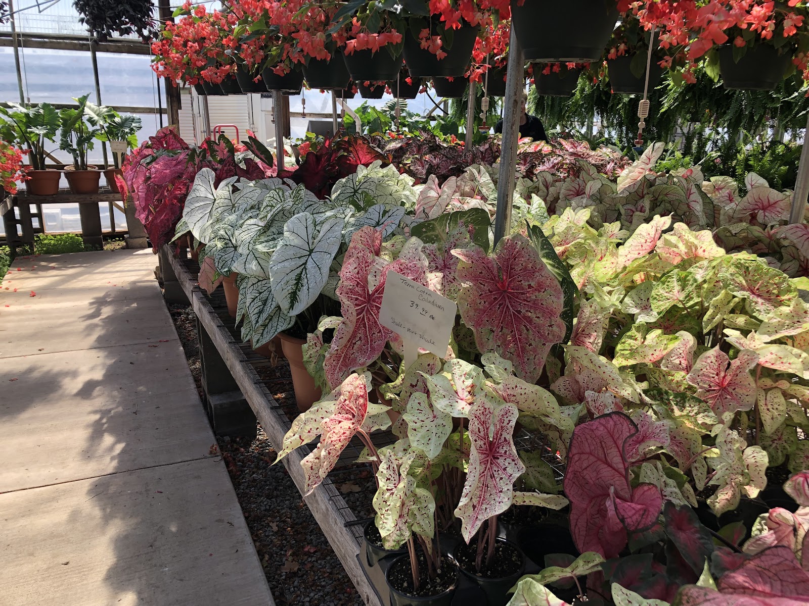 Davison's Greenhouse
