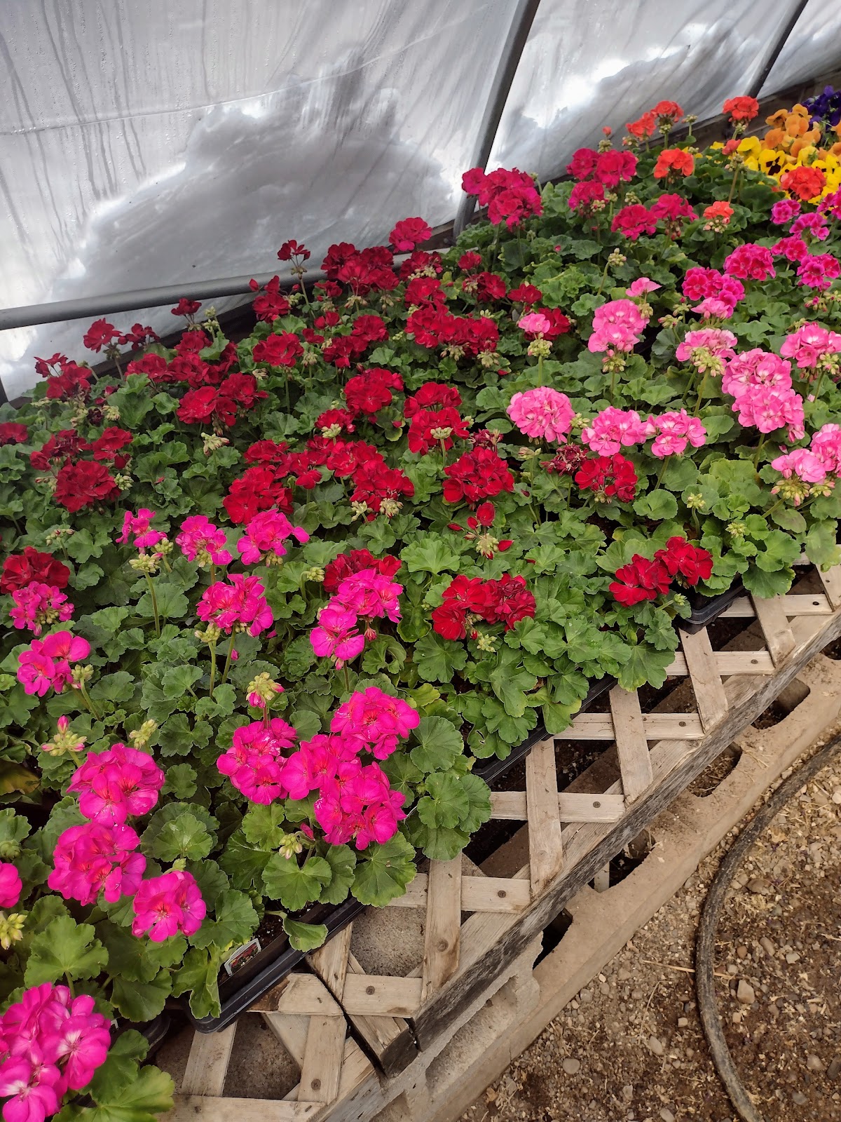 Dennis Nursery & Greenhouse