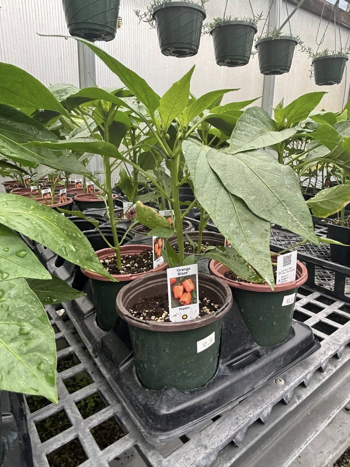 Donna's Greenhouses