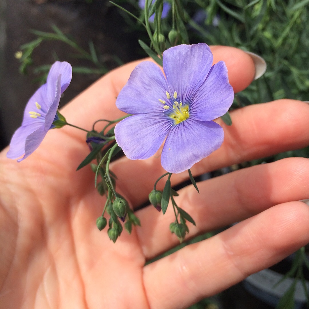 Down to Earth | Home, Garden & Gift