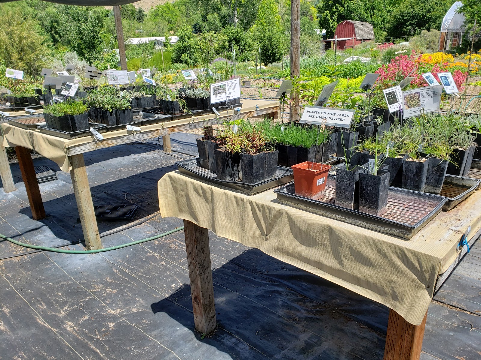 Draggin' Wing High Desert Nursery