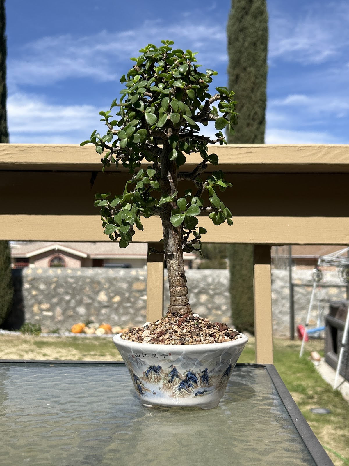 Dragon's Garden Bonsai LLC