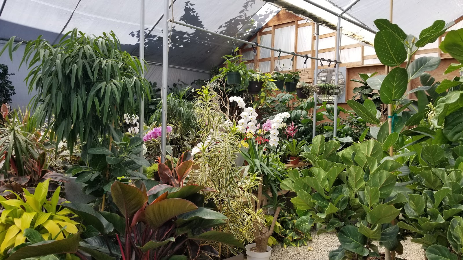 Dream Garden