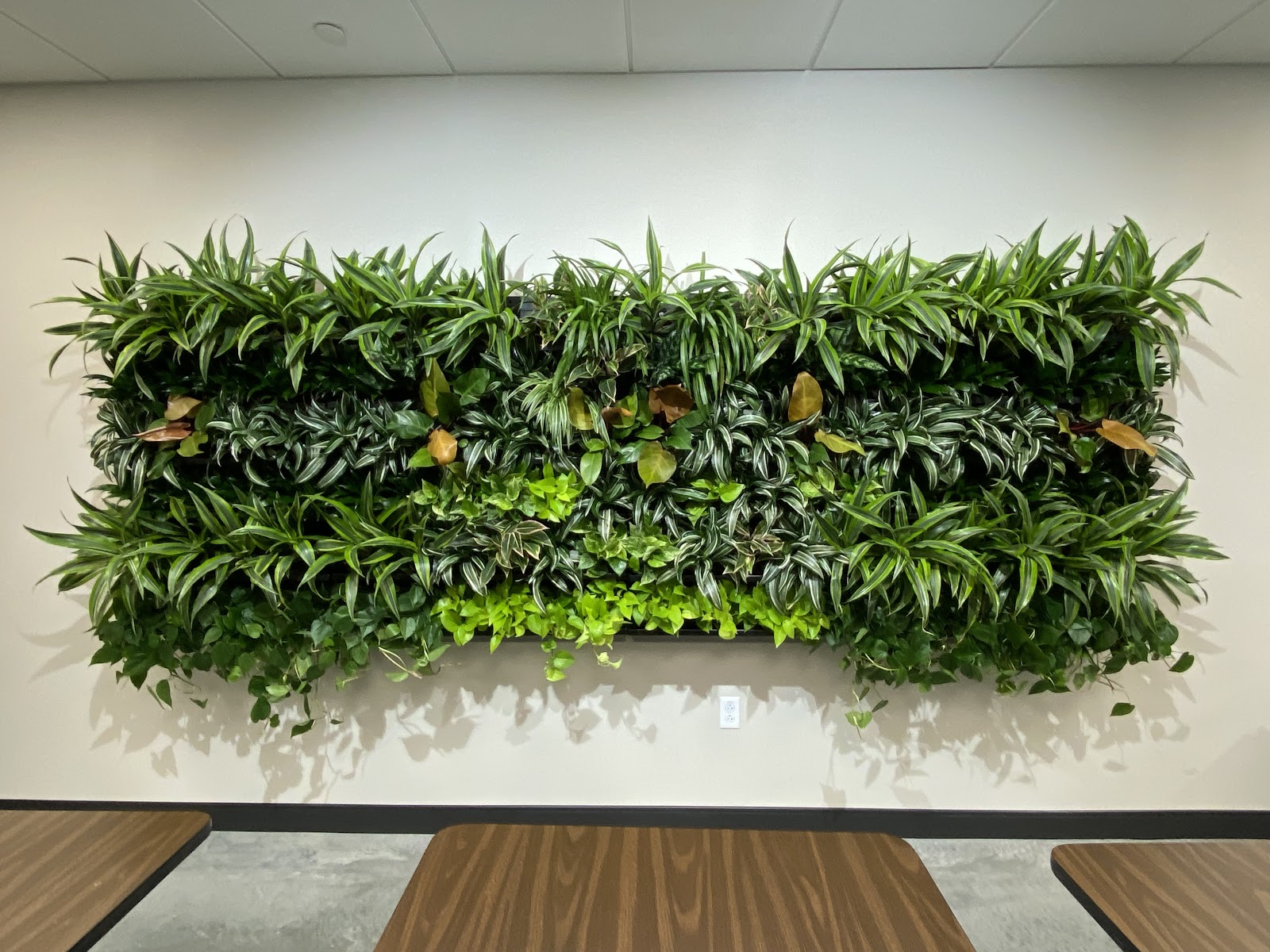 Dream Grower Plants