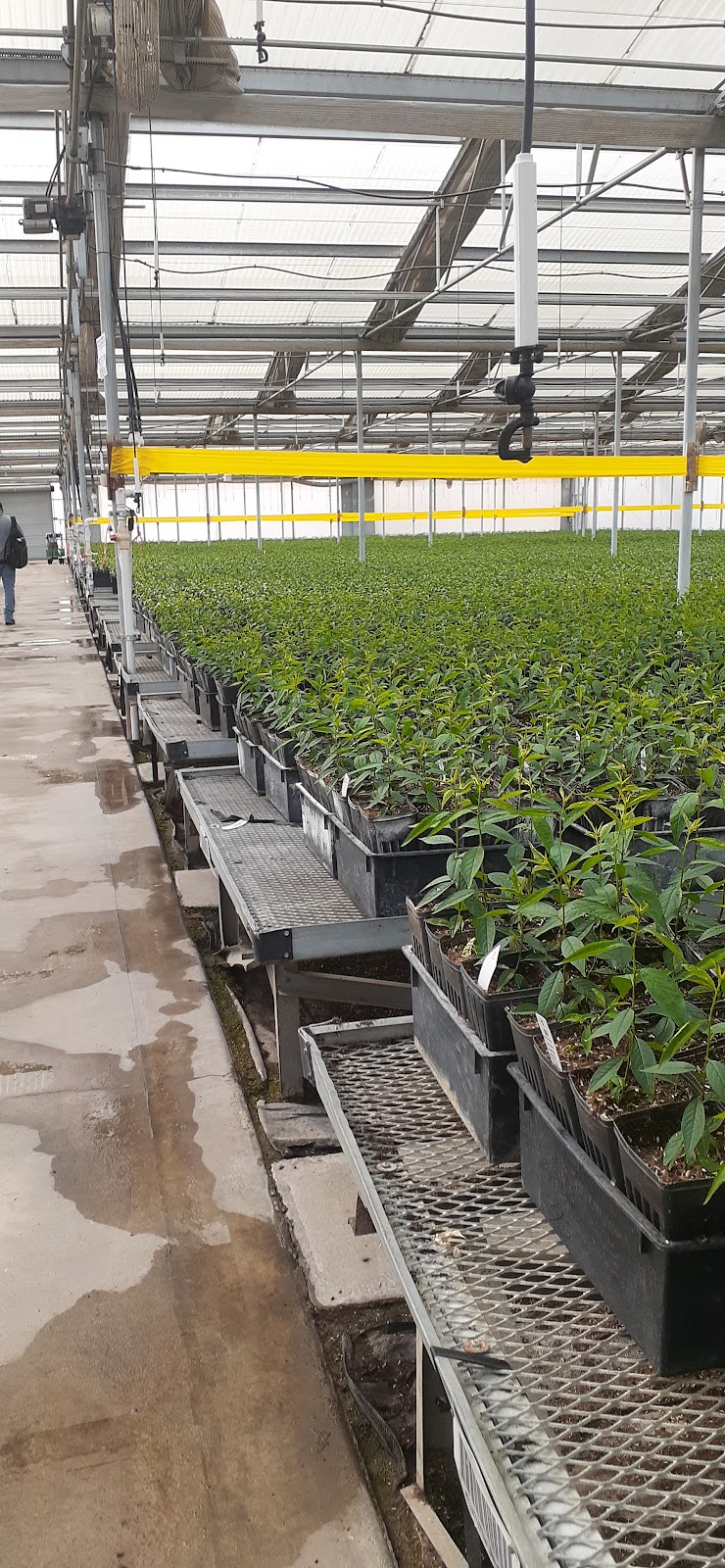 Duarte Nursery Inc
