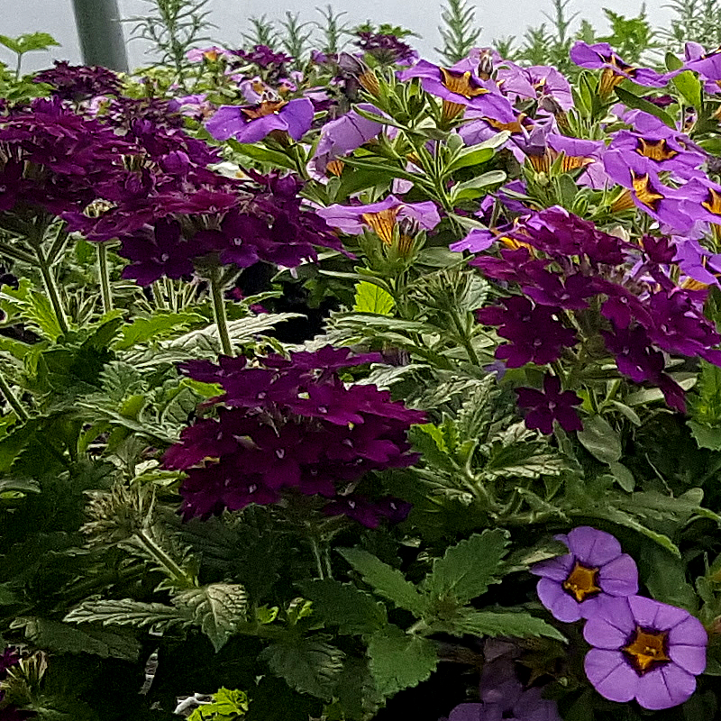 Duerr Greenhouses