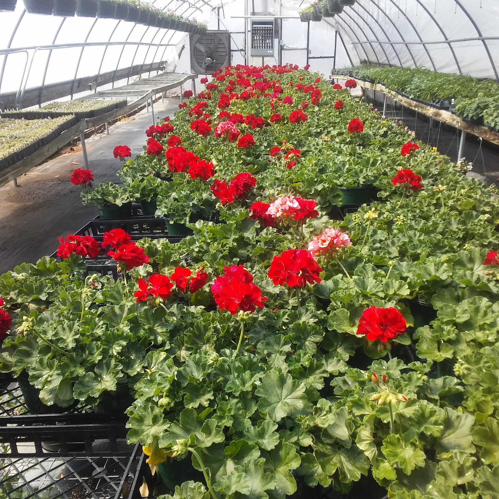 Dulaney's Greenhouses