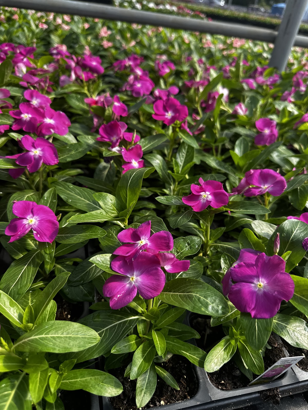 Dunford Plant Farm