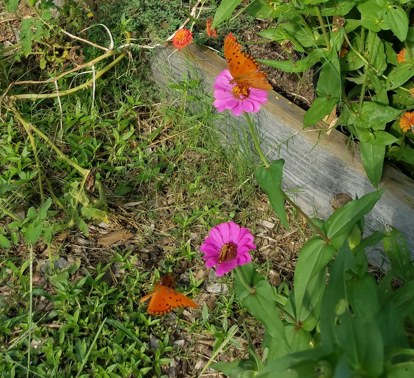 Dunwoody Community Garden and Orchard