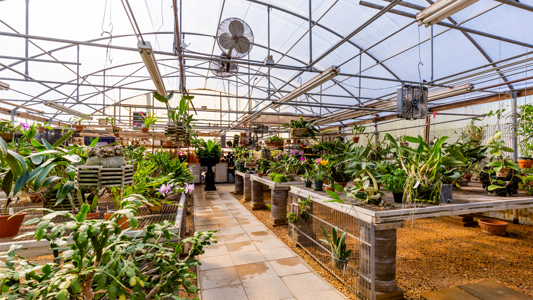 E D Huntington Orchids and Tropicals