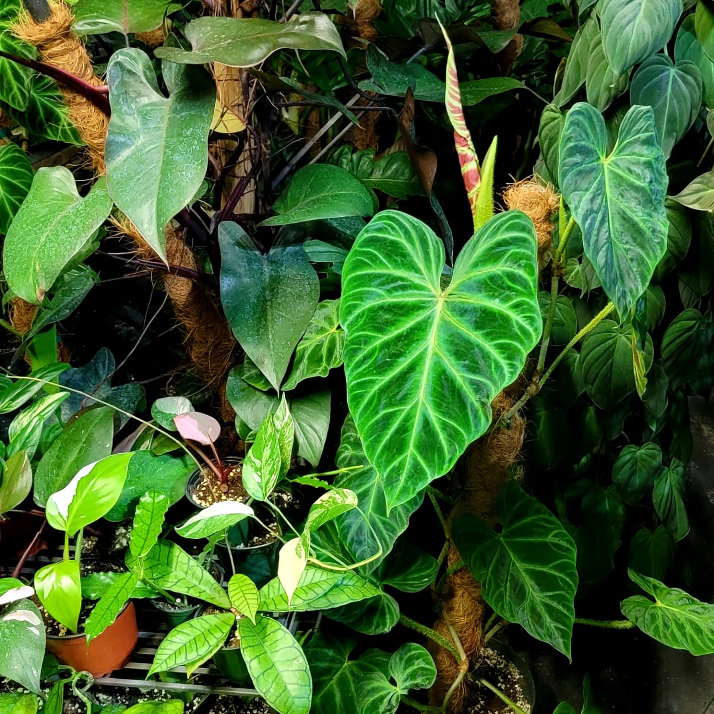 E.F.G. Orchids