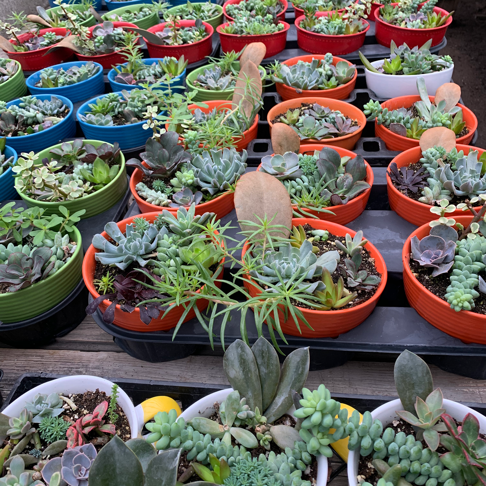 Earsing's Green House