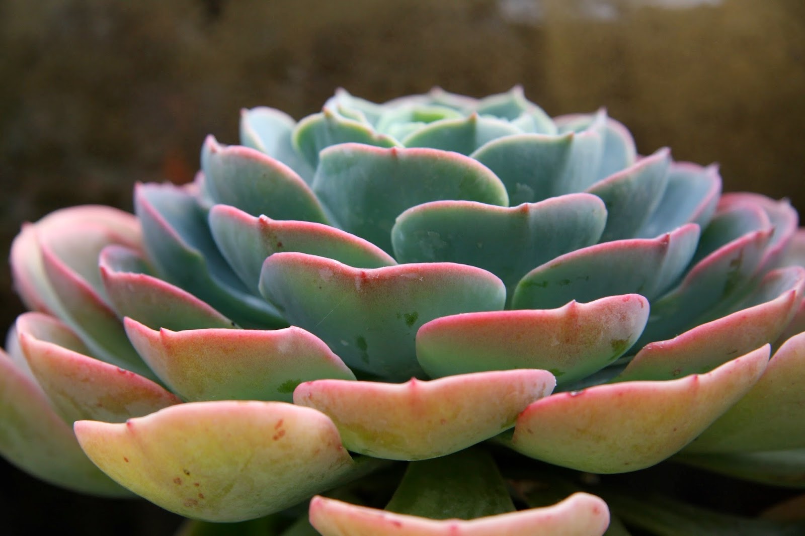 East Bay Nursery