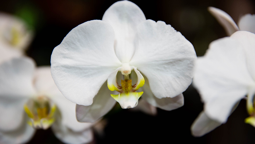 Elegant Orchids