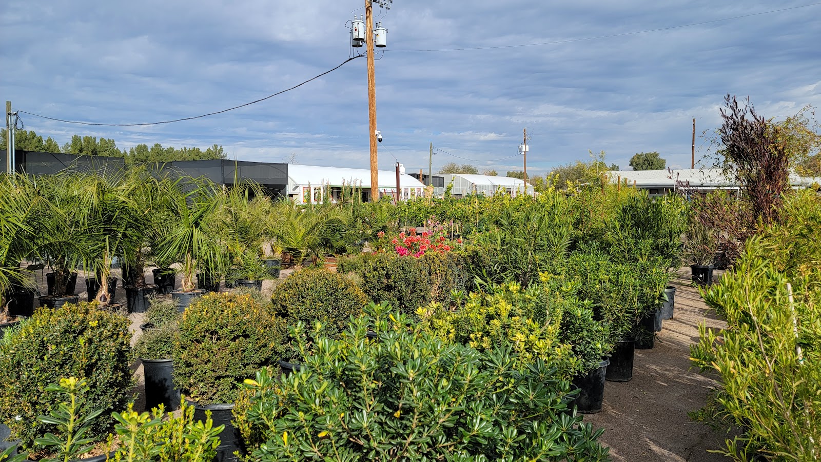Elgin Nursery & Tree Farms