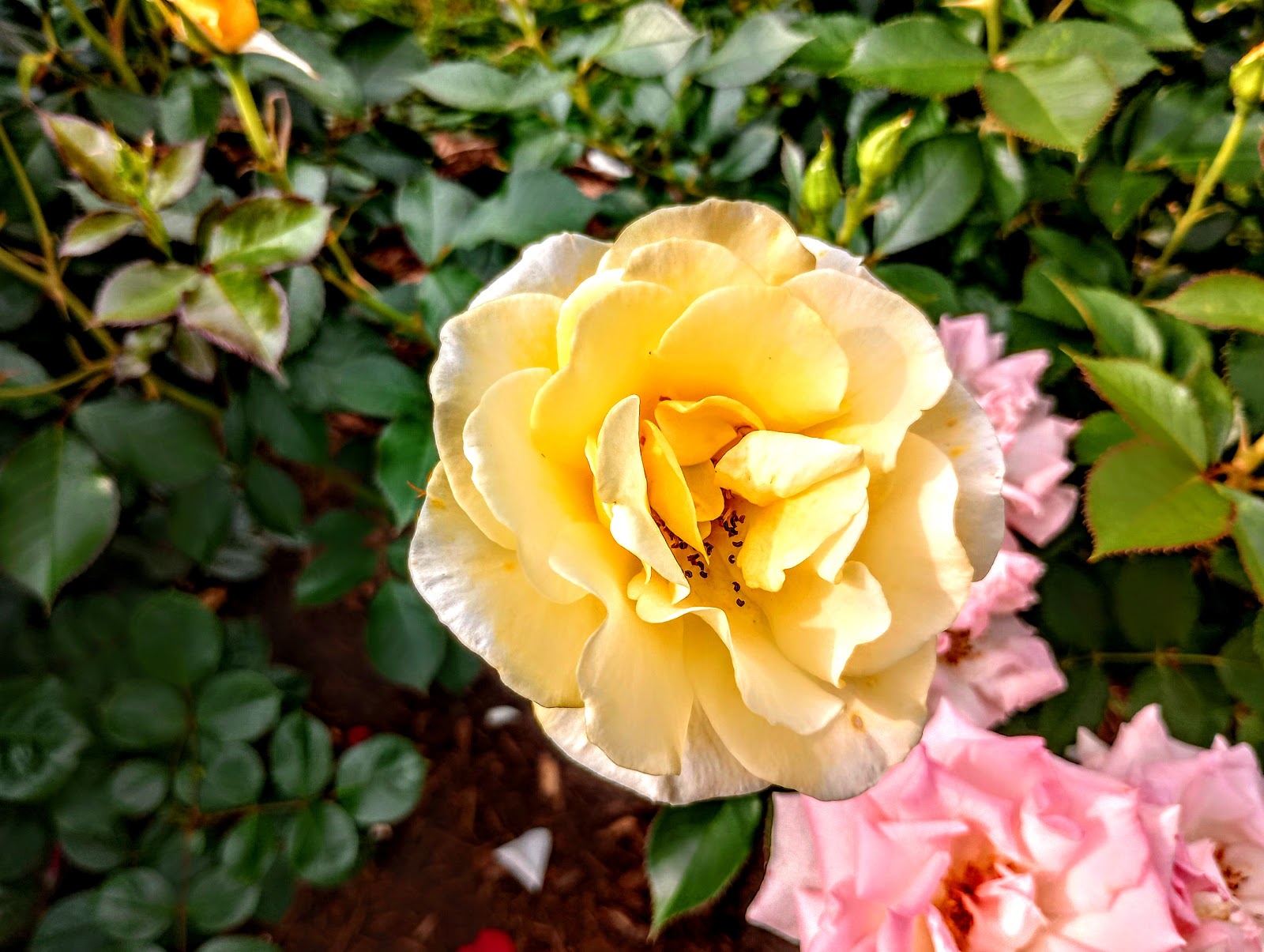 Elizabeth Park Greenhouse