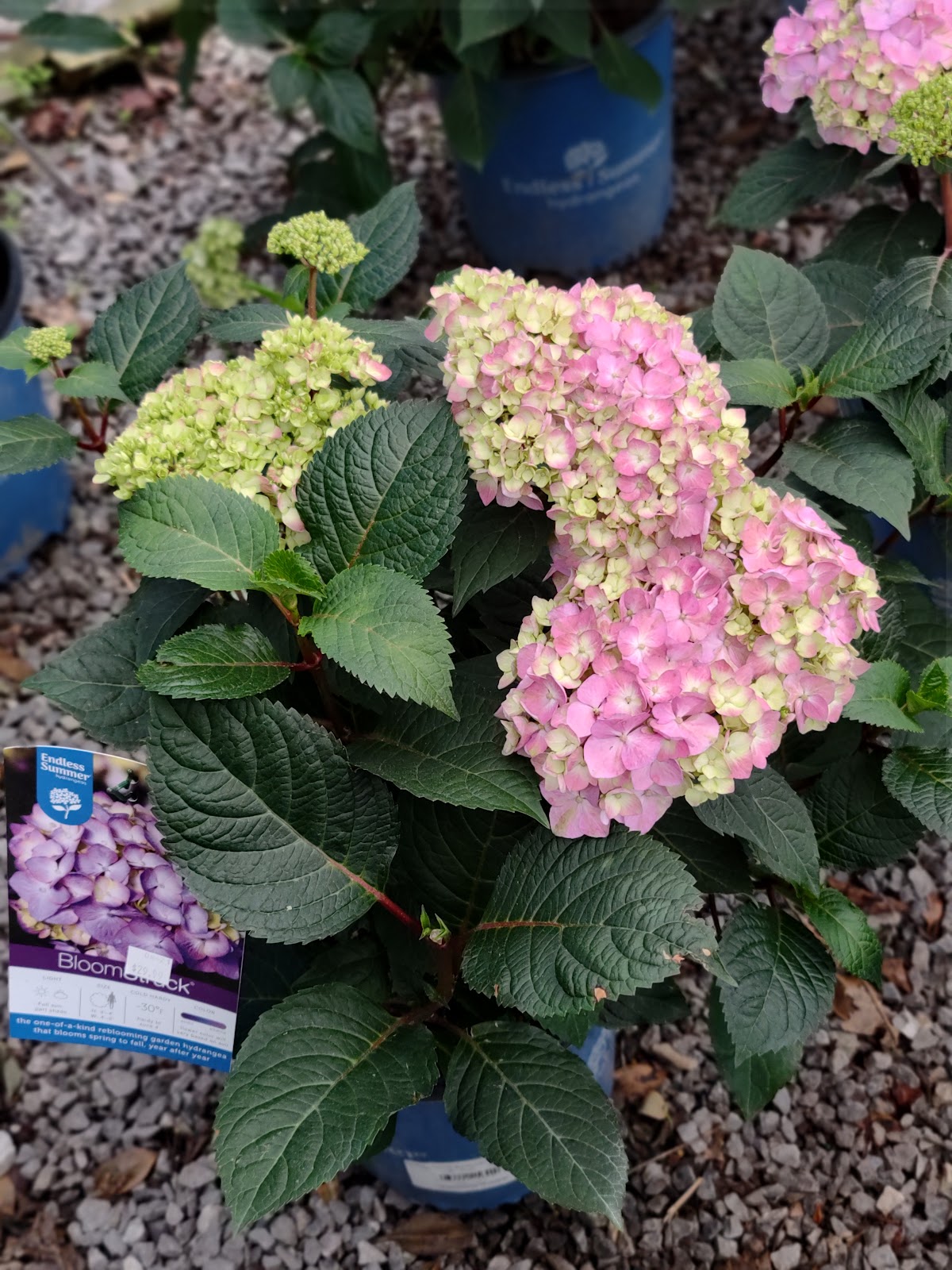 Ellenburg Landscaping & Nursery