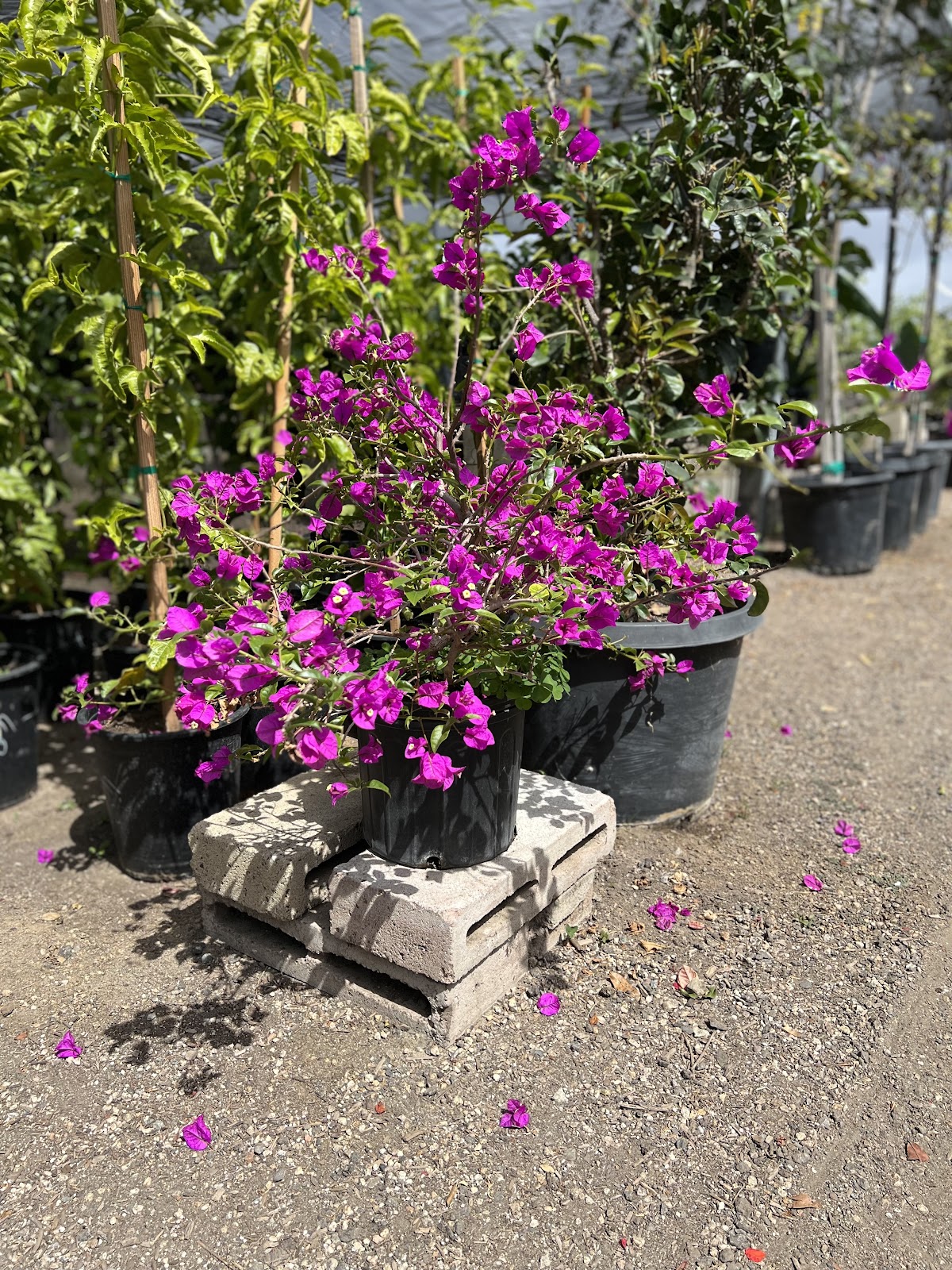 Emily Garden Nursery