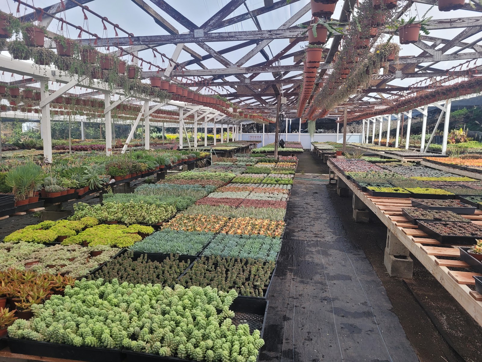 Encanto Succulents Nursery Co.