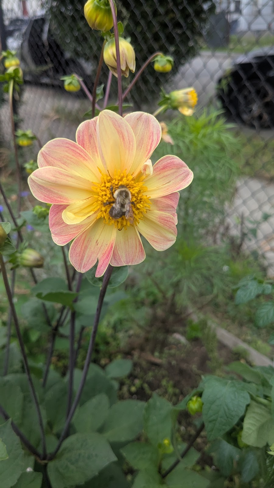 English Street Community Garden