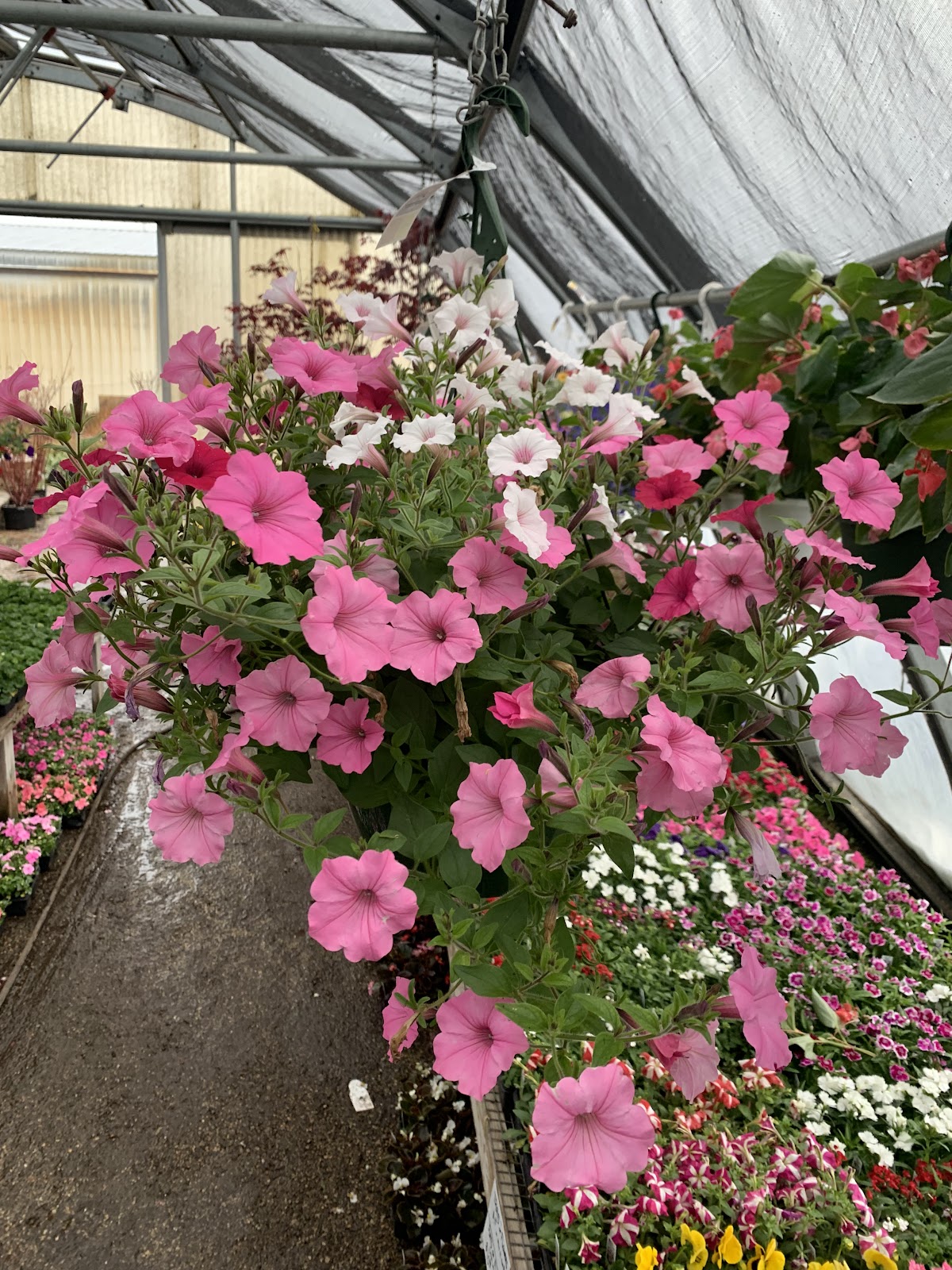 Escazu Nursery