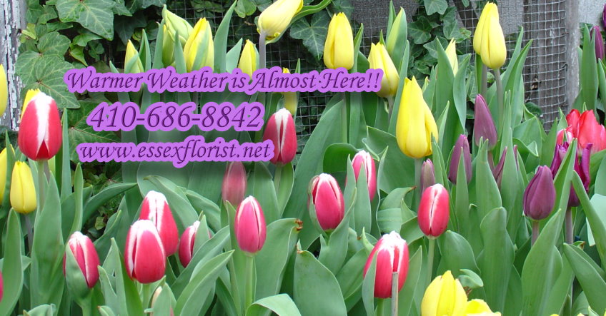 Essex Florist & Greenhouses
