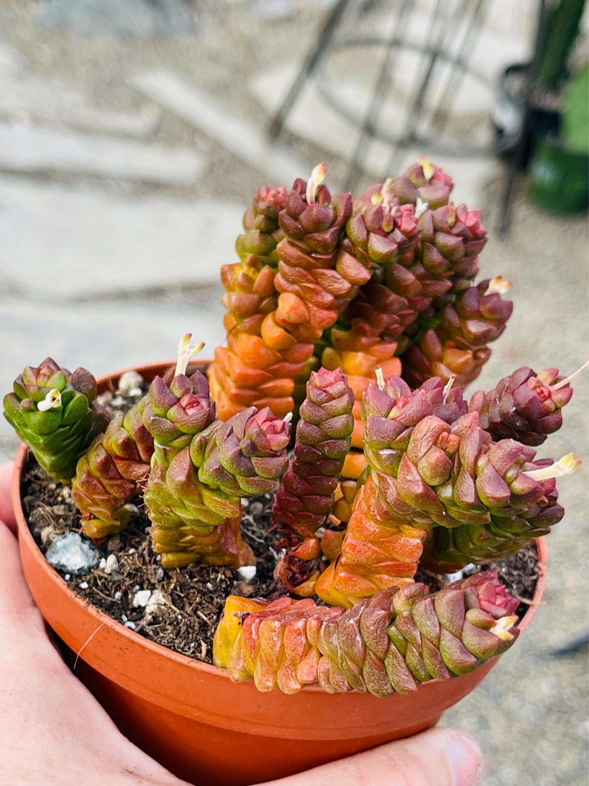 Euphorbia Greenhouse