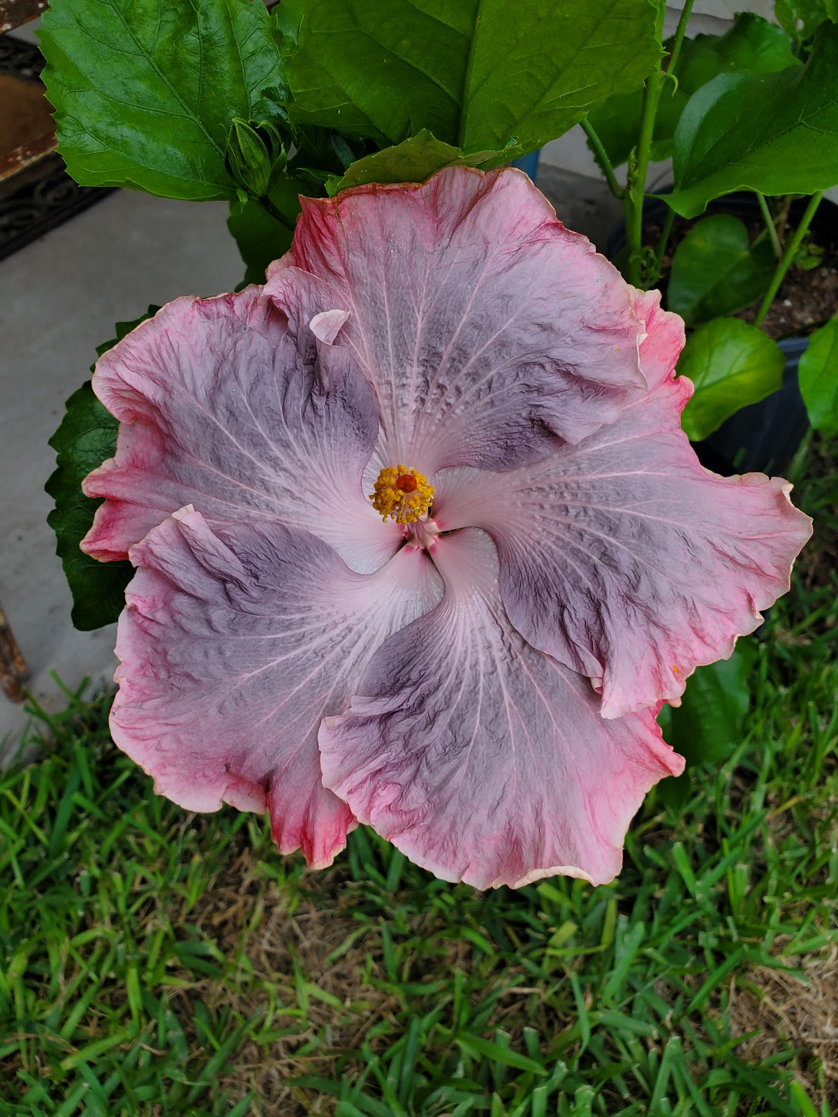 EverBeauty Nursery