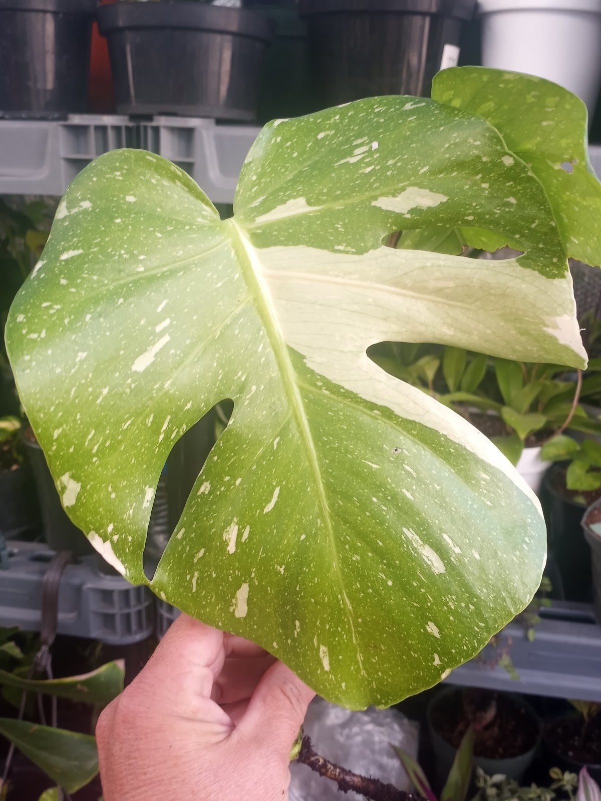 Facets Greenhouse, Home of the Plant Van