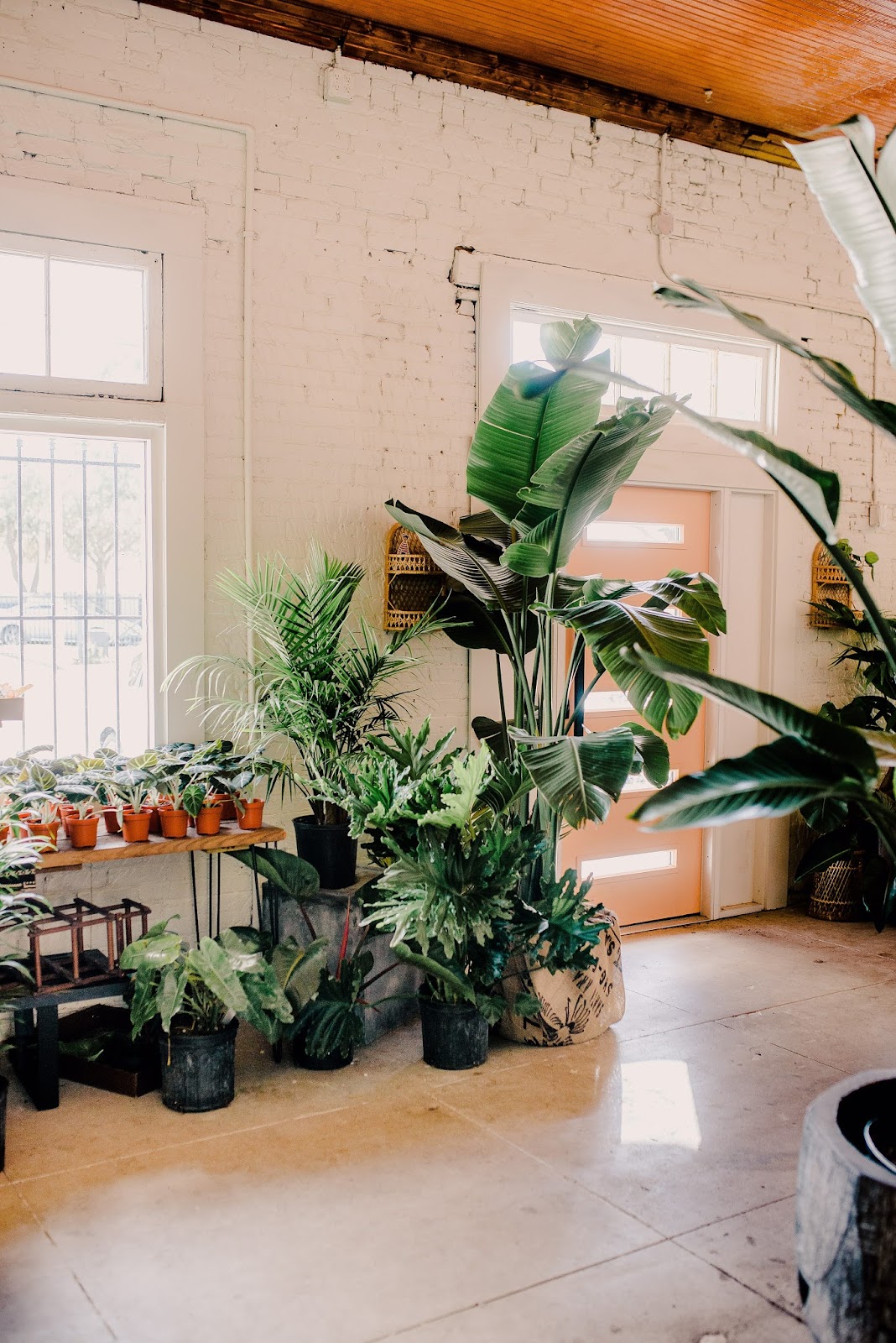 Fancy Free Nursery
