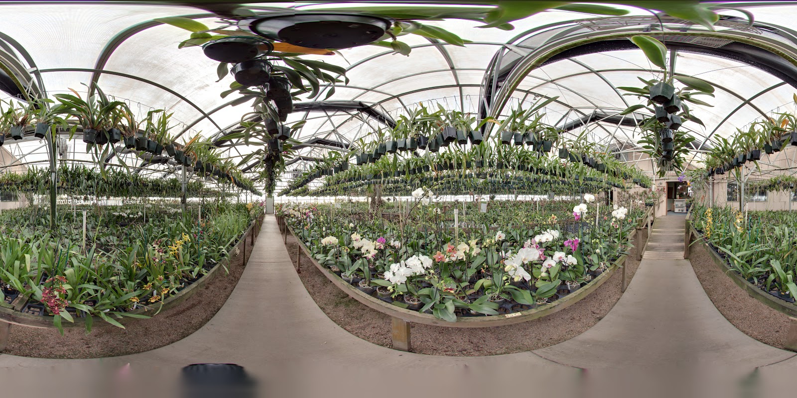 Fantasy Orchids Inc.