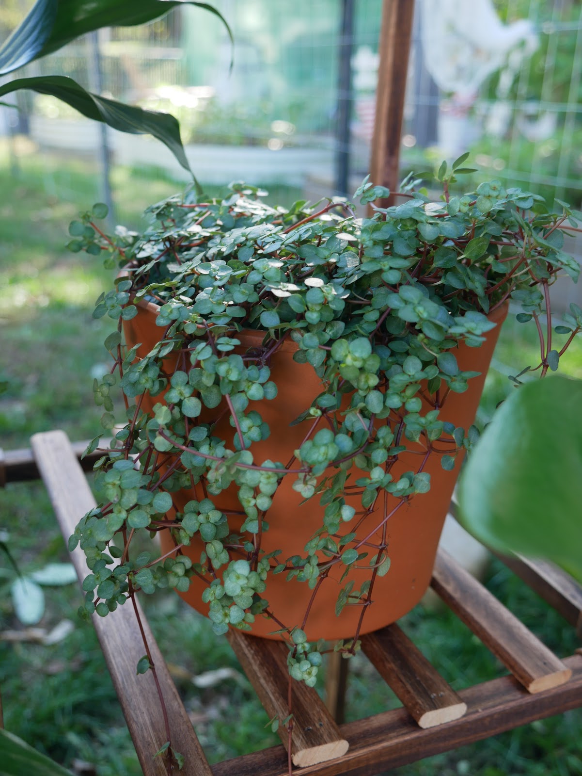 Farmer Tina's Greenhouse