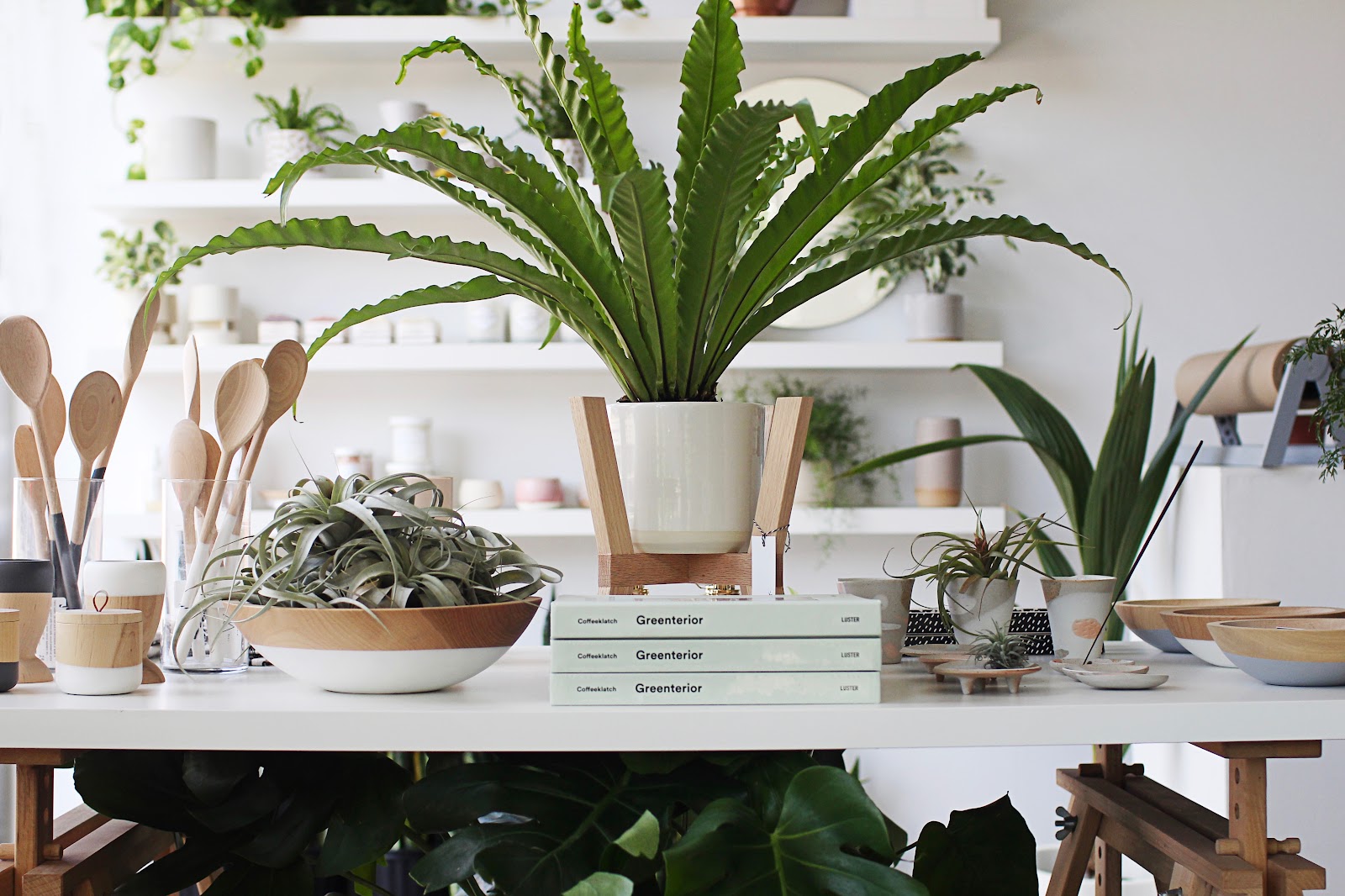 Fern