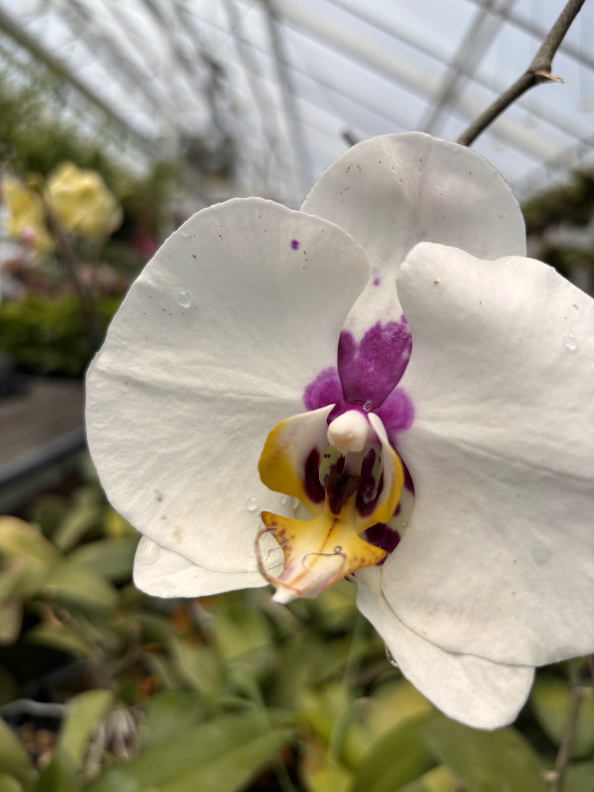 Fifth Avenue Greenhouses Inc.