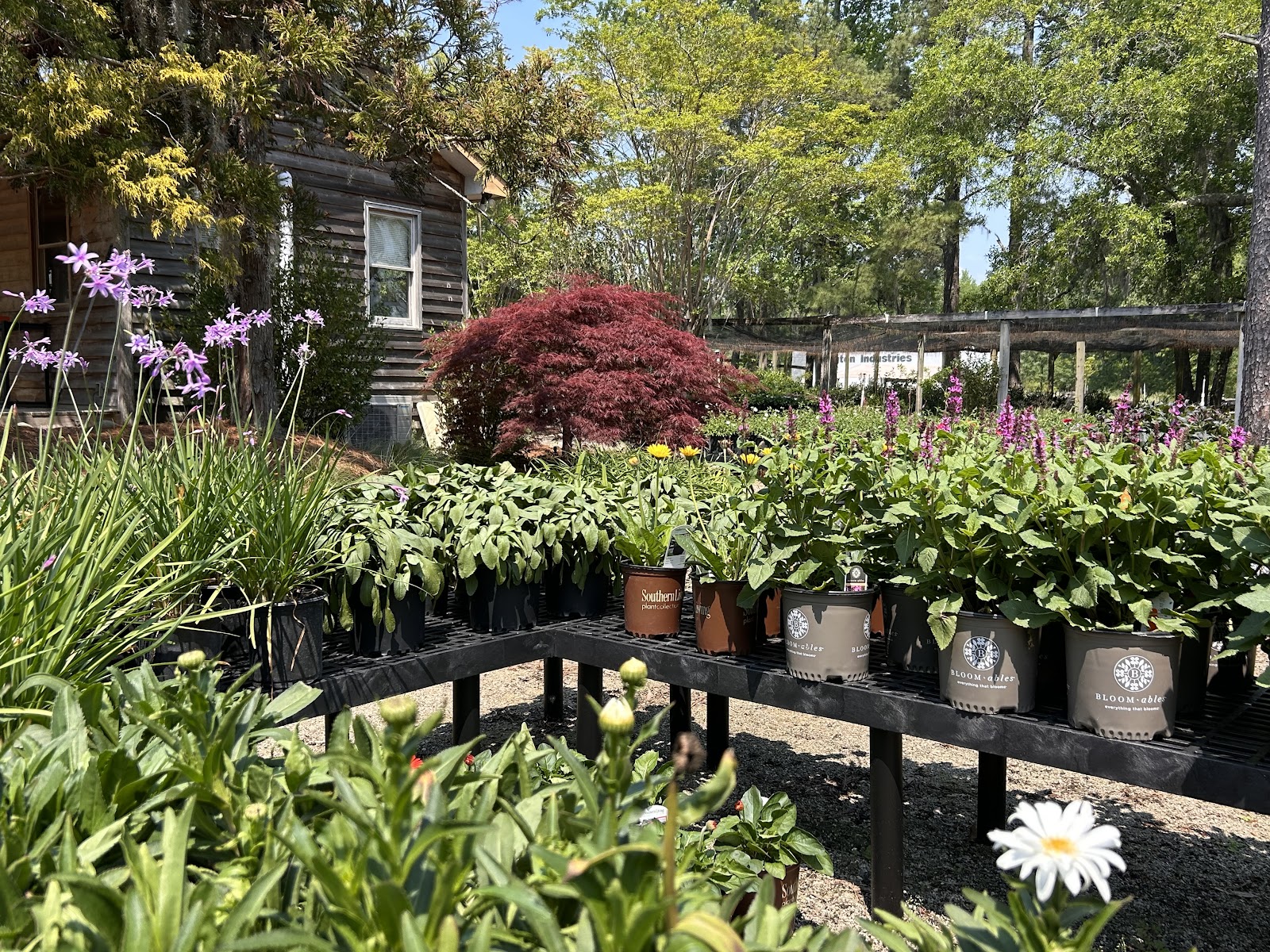 Five Oaks Nursery - Wrightsboro