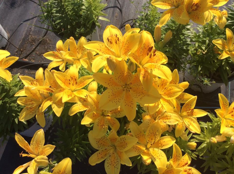 Fleming Nursery