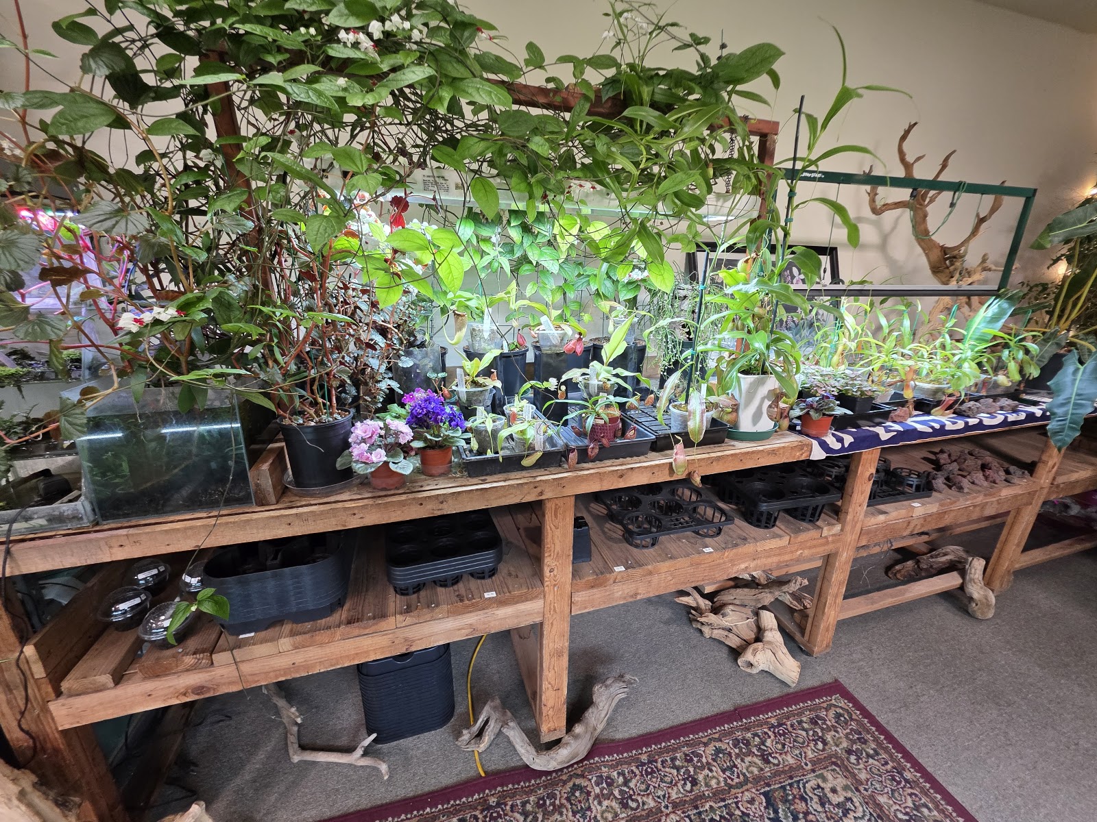 Flori-Culture Tropical Plant Shop & Nursery