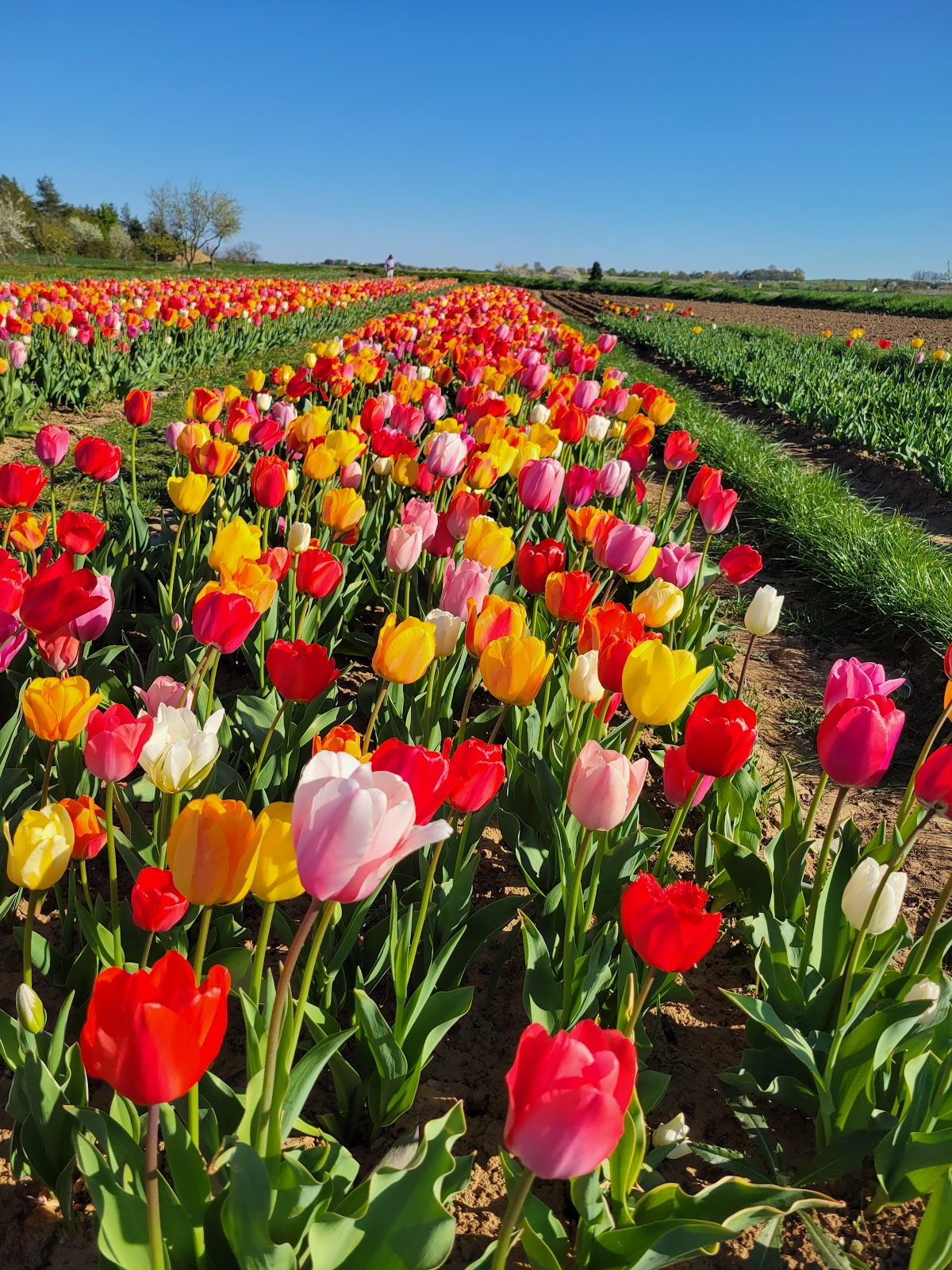Flowers' Farms