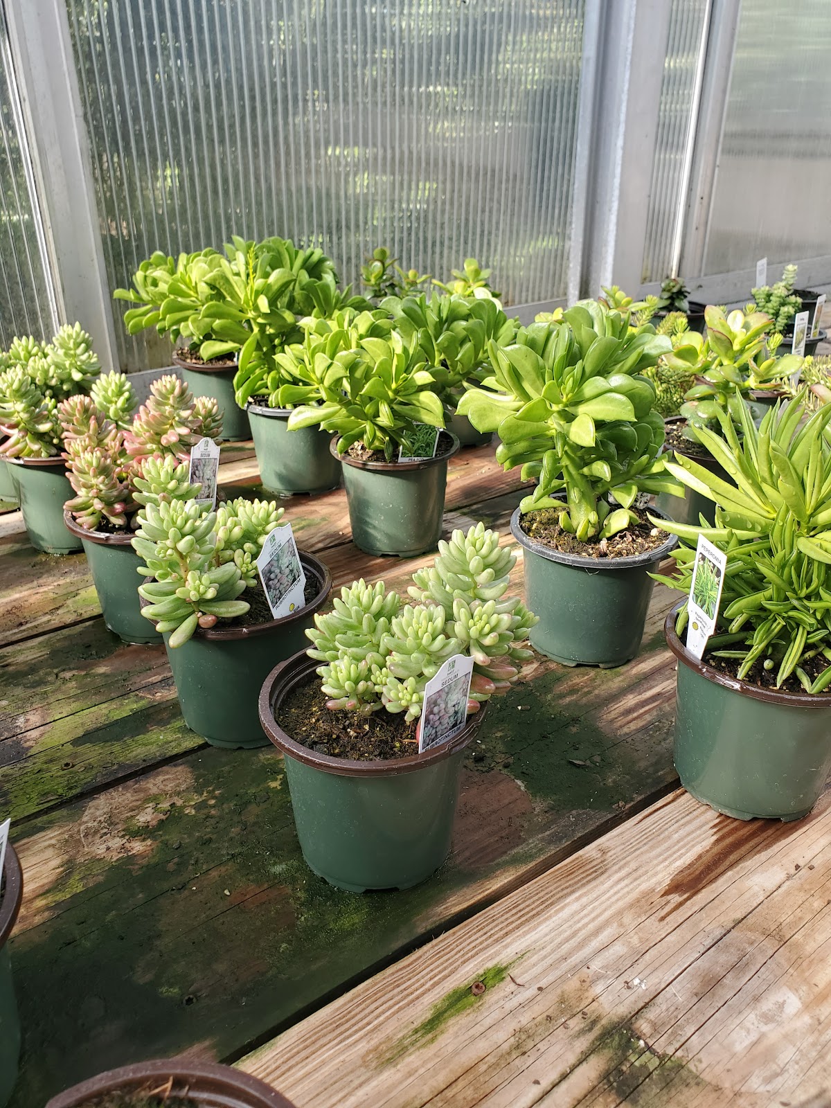 Ford's Greenhouse