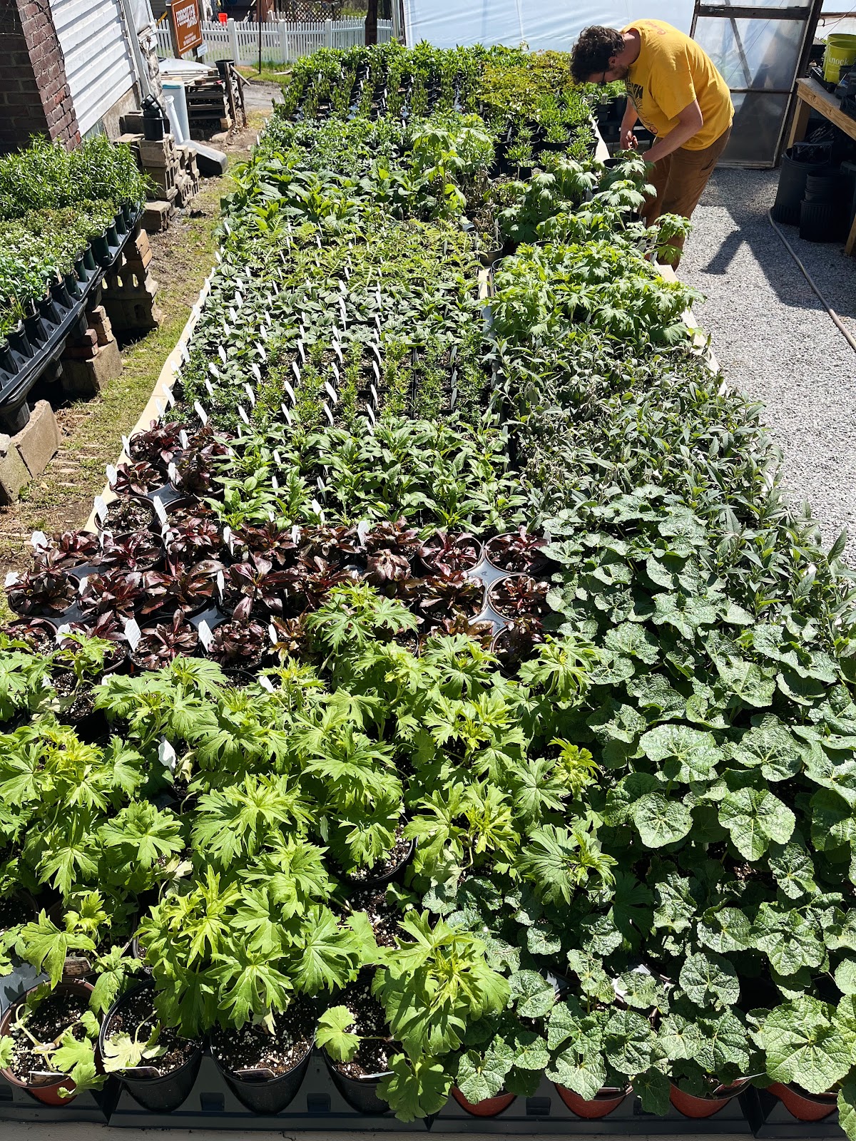 Forgotten Lands (Formerly Henkel’s Greenhouse)