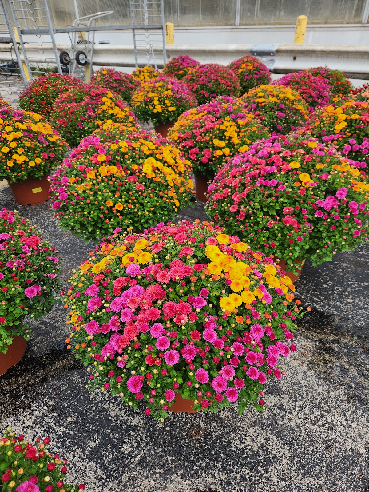 Fox Valley Greenhouse