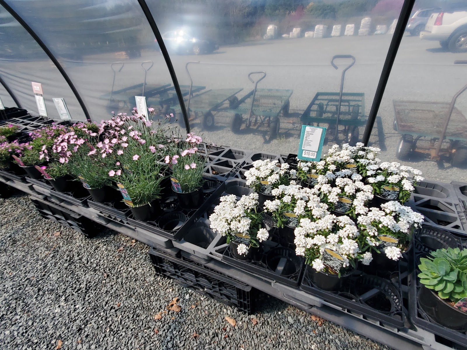 Frank's Perennial Border & Southern Soother