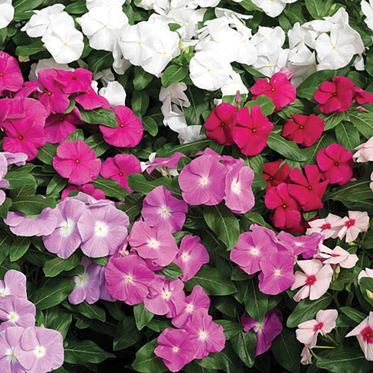 Fred Bartsch Greenhouses Inc