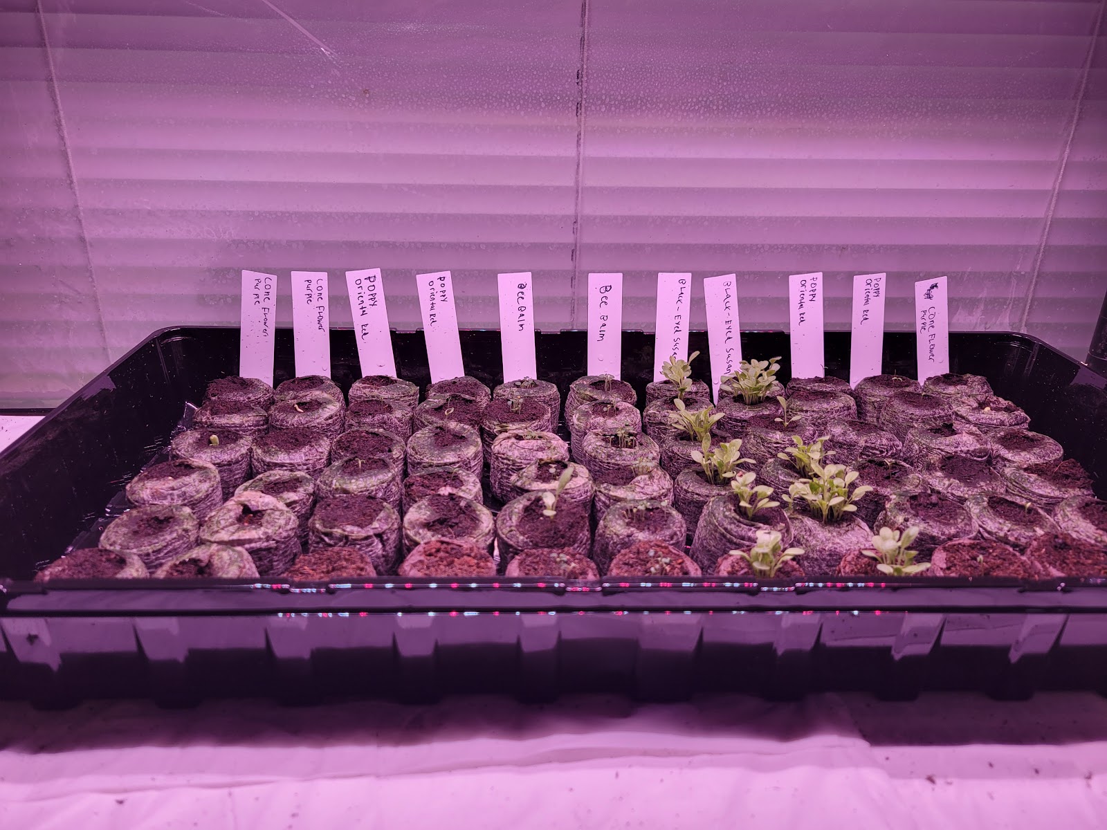 Freiberg's Greenhouse