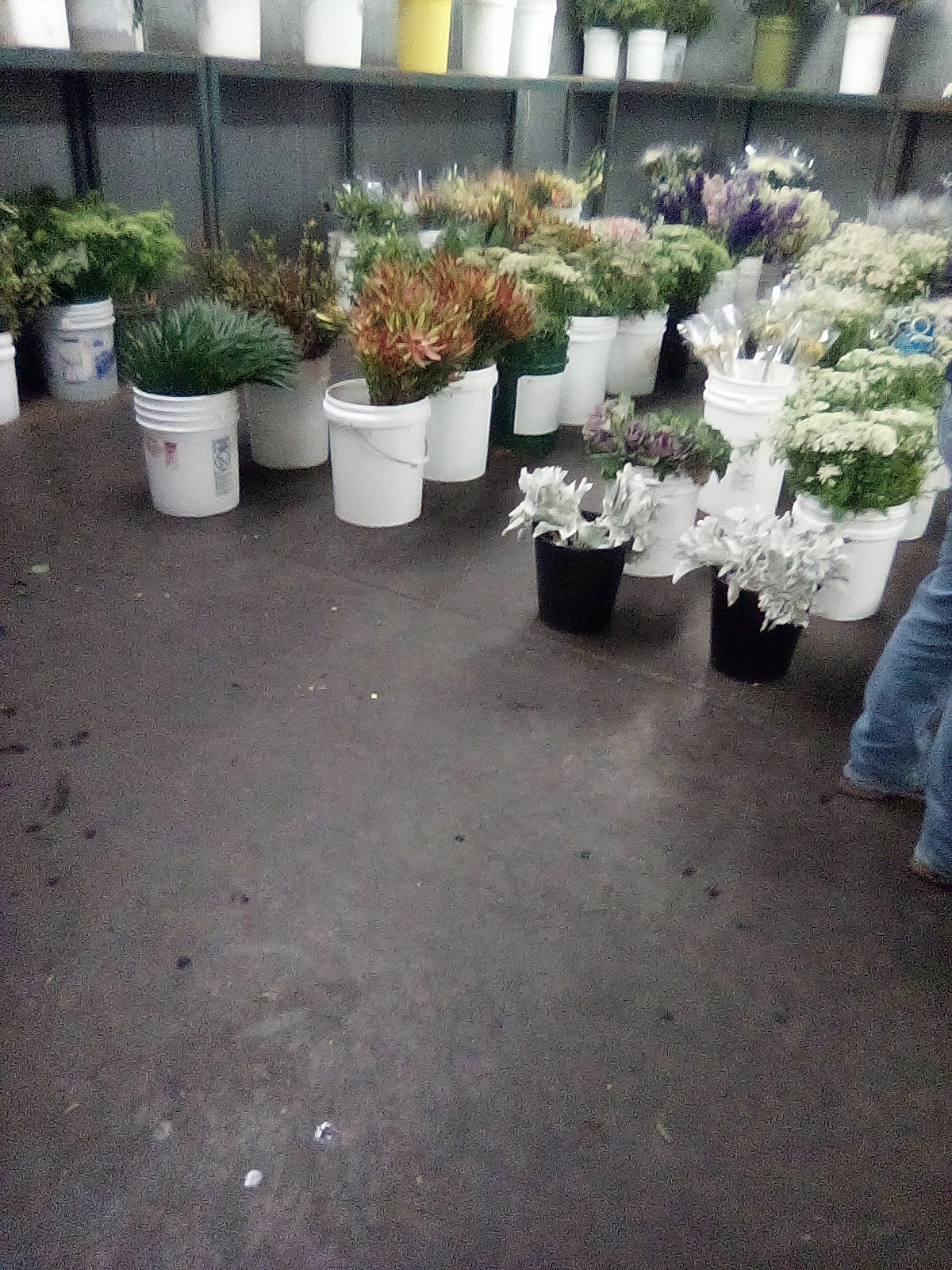 Fresh Flower Wholesale