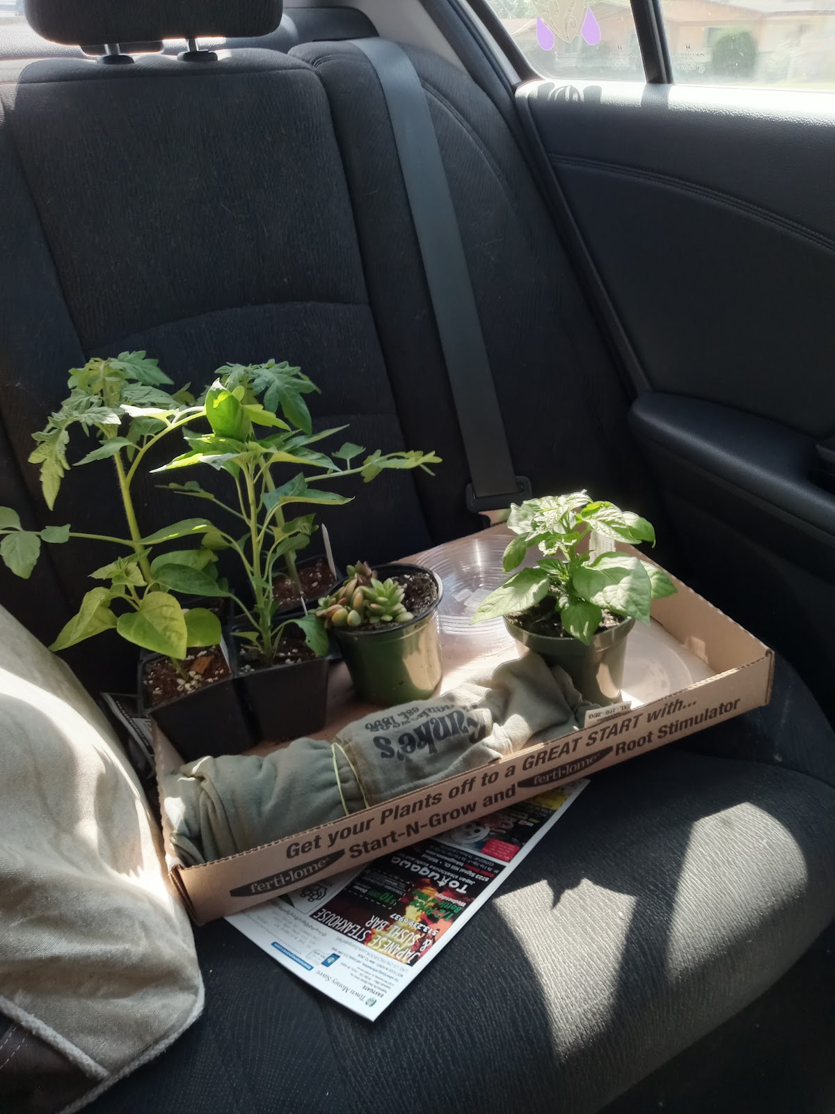 Funke's Greenhouses