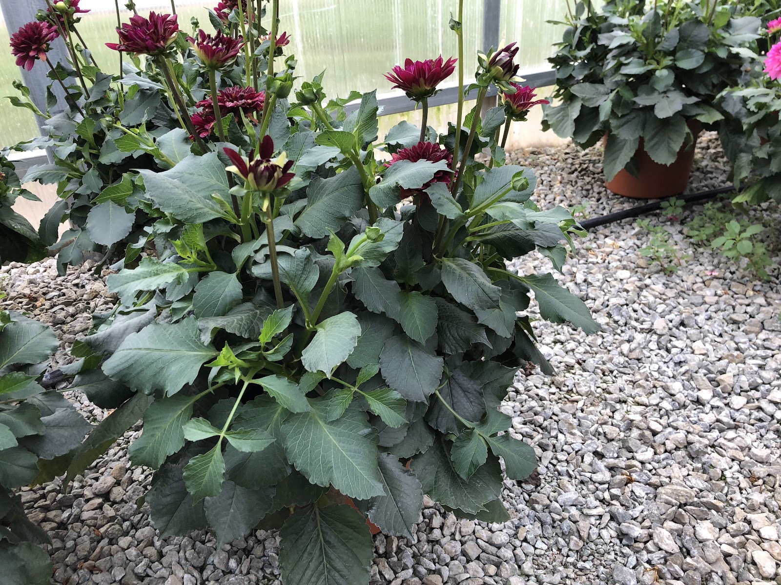 Galema's Greenhouse Inc - Wholesale Only