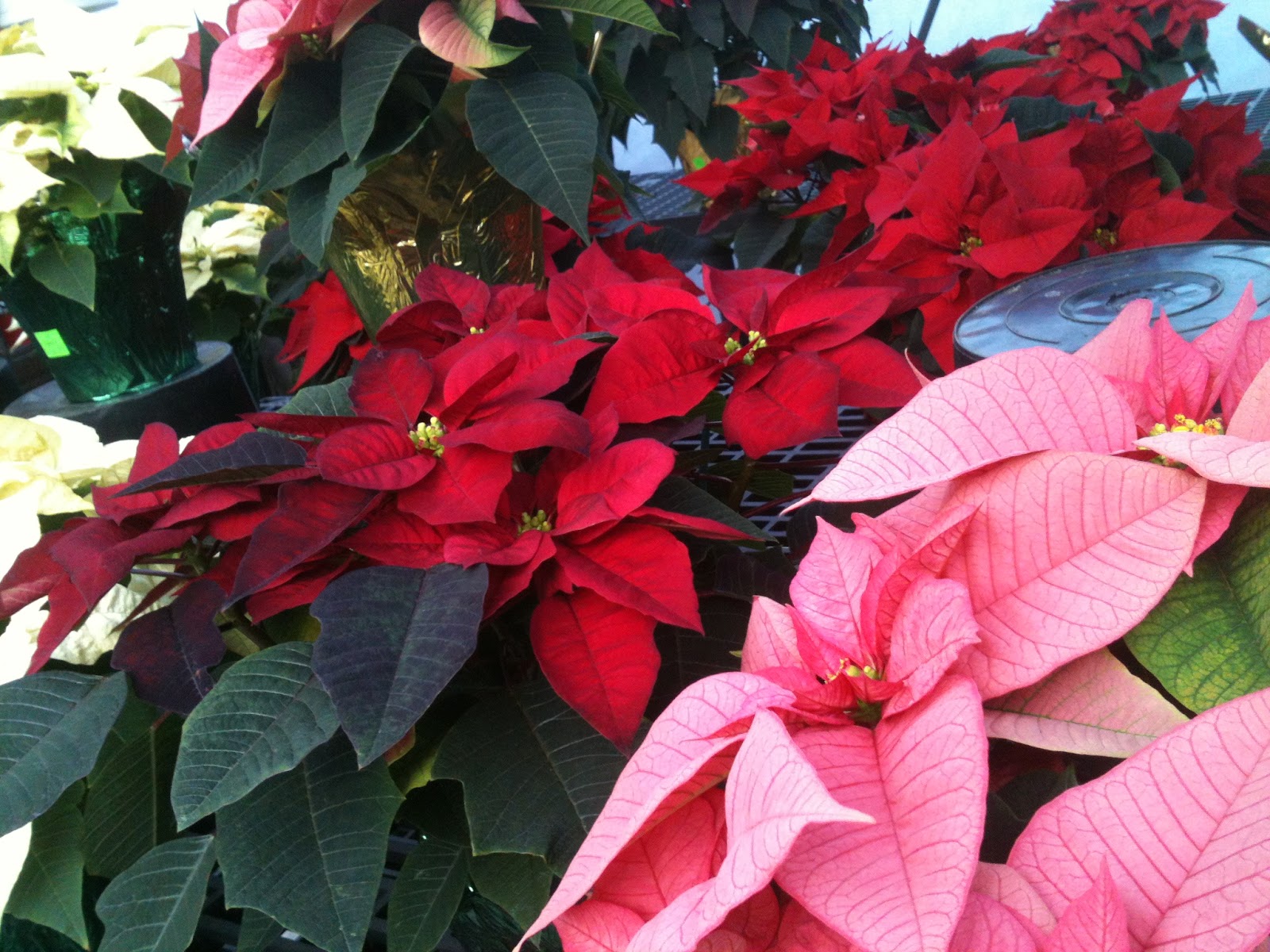 Gallea's Florist & Greenhouse