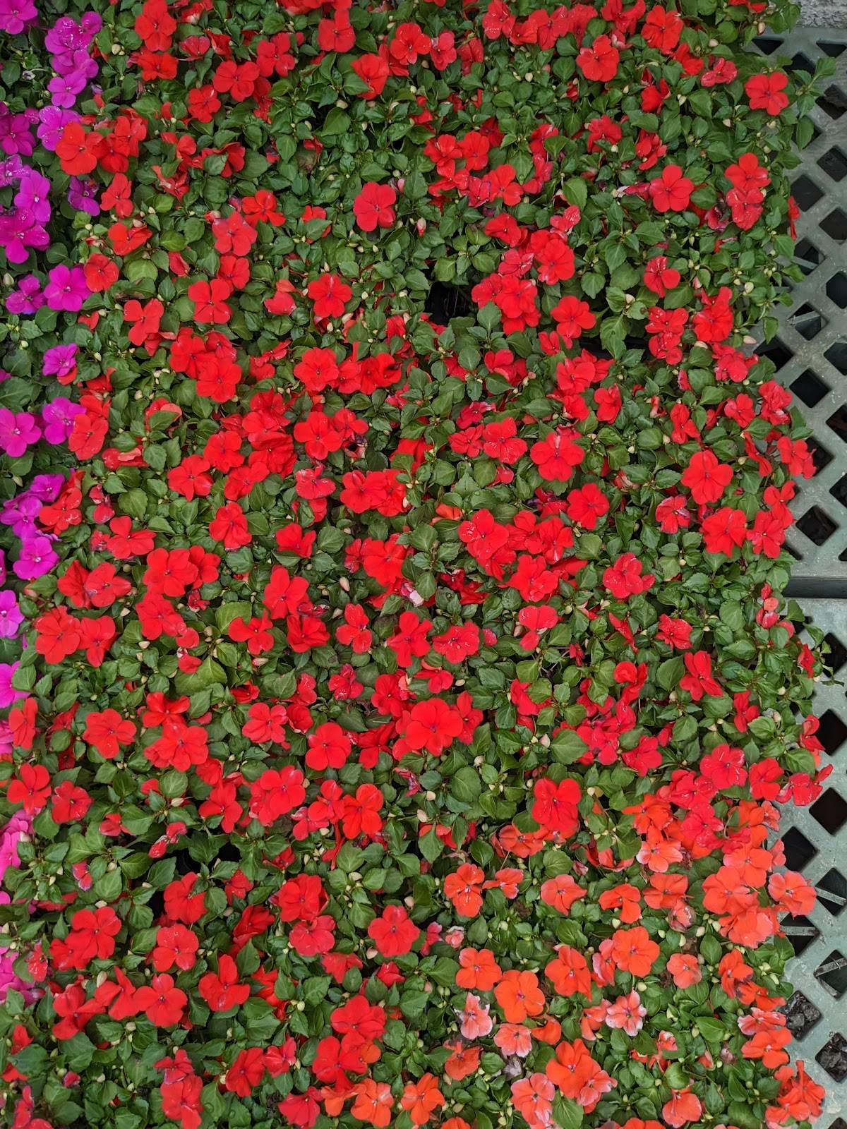 Garden Club of Teaneck