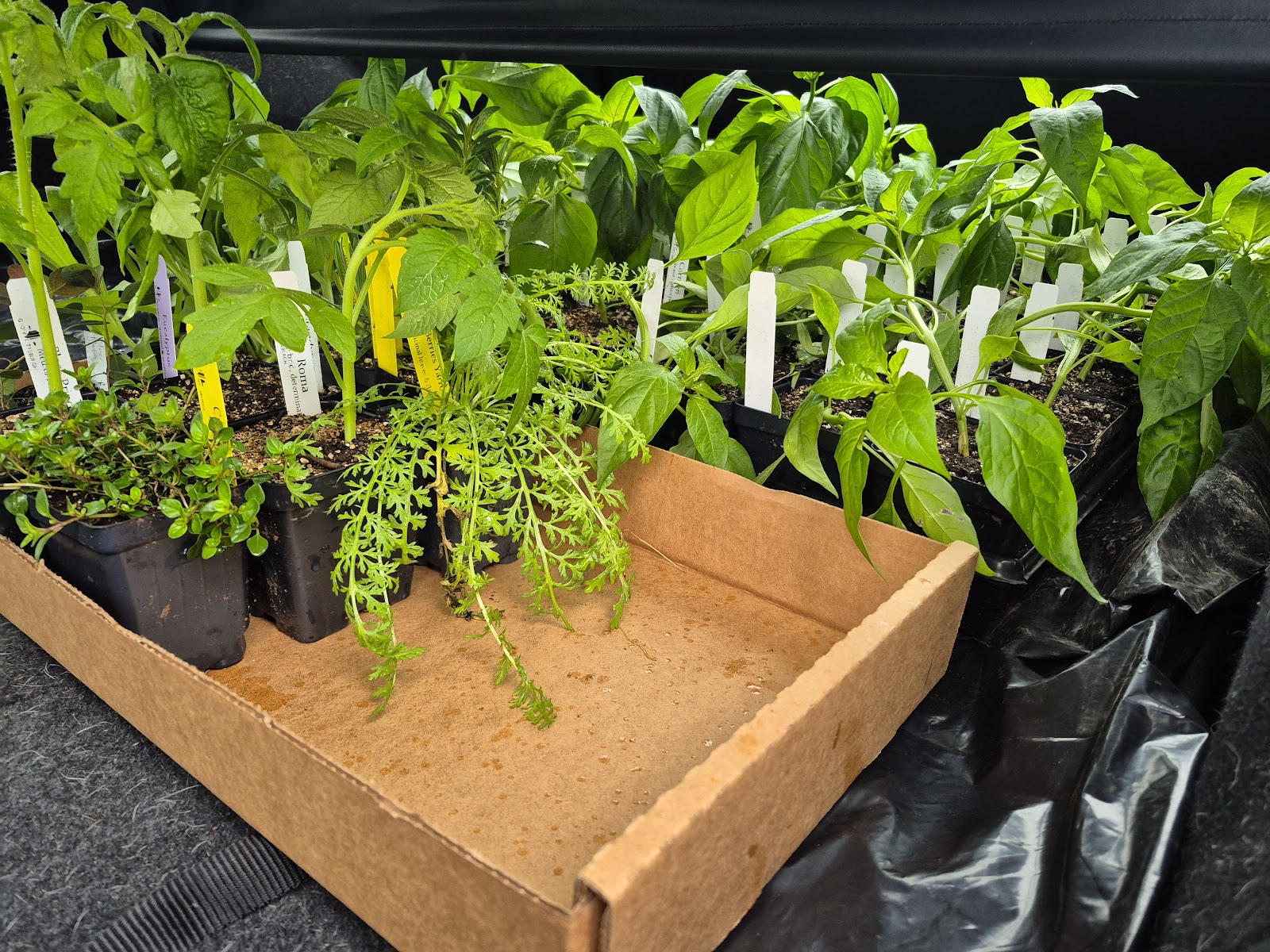 Garden Dreams Urban Farm & Nursery - Grow Pittsburgh